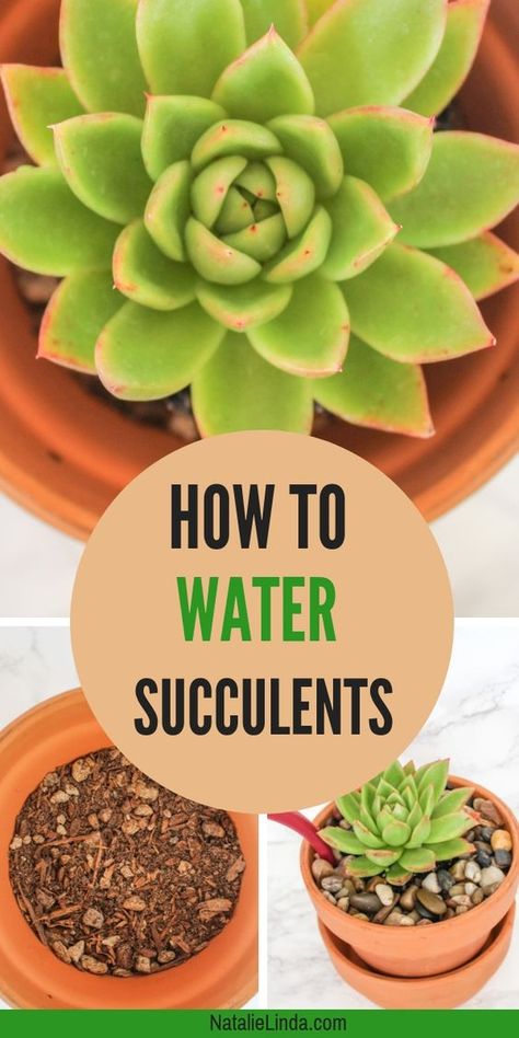 Cactus, Gardening, How To Water Succulents, Succulent Care, Propagating Succulents, Growing Succulents, Planting Succulents, Succulent Gardening, Planting Herbs