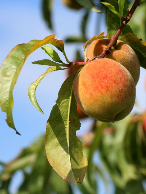 Nature, Peach Tree Aesthetic, Peach Reference, Peach Fruit Aesthetic, Fruit On Tree, Peach Branch, Fruits Photography, Peach Leaves, Peach Photo