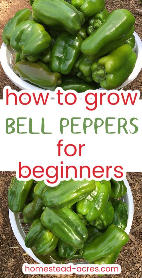 Growing Bell Peppers From Seeds, Grow Bell Peppers From Seeds, Grow Bell Peppers From Scraps, Planting Bell Peppers From Seeds, Growing Bell Peppers In Containers, Growing Bell Peppers In Pots, How To Grow Bell Peppers From Seeds, Growing Peppers From Seeds, Bell Peppers Growing