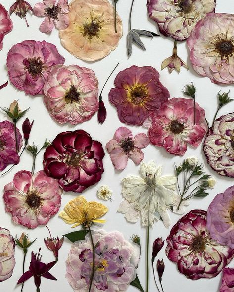 Floral, Art, Pressed Roses, Bloom, Pressed Flowers, Floristry, Rose, Dried Flowers, Botanical Collage