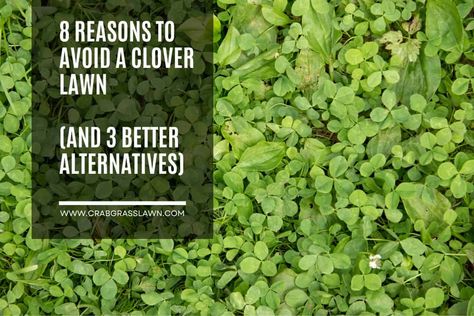 I've provided you with 8 solid reasons to avoid a clover lawn, but let's take a look at some alternative lawn popular choices. Diy, Inspiration, Outdoor, Gardening, Exterior, Grass Seed Types, Ground Cover Plants, No Mow Grass, Types Of Grass