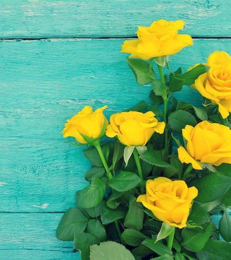 Top 10 Most Beautiful Yellow Roses Fotos, Beautiful, Resim, Sanat, Hoa, Bunga, Wallpaper, Geel, Islam