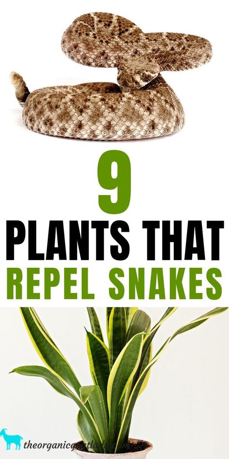 Gardening, Shaded Garden, Bugs And Insects, Snake Repellant Plants, Snake Repellant, Mosquito Repelling Plants, Plants That Repel Spiders, Keep Snakes Away, Pests