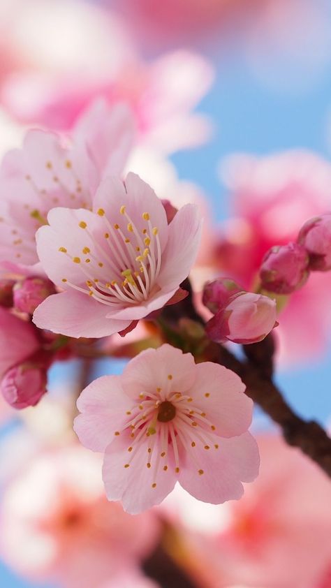 Floral, Fotos, Hoa, Sakura Flower, Bunga, Sakura, Sakura Cherry Blossom, Japan Flower, Flower Aesthetic