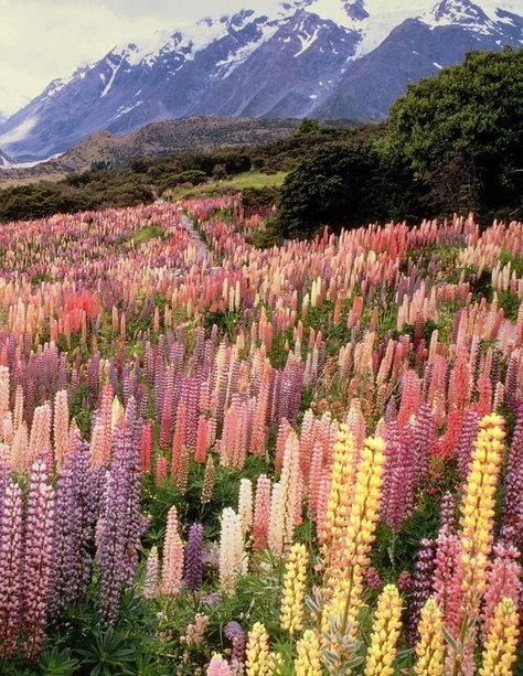 It's a beautiful world — Wild lupines in Mount Cook National Park, New... Beautiful, Fotos, Bunga, Fotografie, Flores, Picture, Fotografia, Pretty Pictures, Tuin