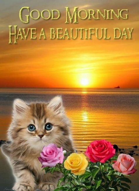 10 Very Cute Good Morning Quotes Nice, Good Morning Greetings, Good Morning Cat, Good Morning Happy, Good Morning Beautiful, Good Morning Friends, Good Morning Beautiful Pictures, Good Morning, Good Morning Images