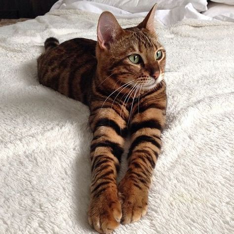 Domestic Tiger Cat: The Toyger Cat Breeds, Dog Cat, Dogs, Toyger Cat, Kittens Cutest, Domestic Cat, Cats And Kittens, Cats, Cute Cats And Kittens