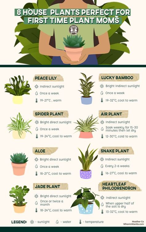 Planting Flowers, Growing Plants Indoors, Growing Plants, Best Indoor Plants, Plant Care Houseplant, Household Plants, Indoor Plants, Plant Care, House Plant Care