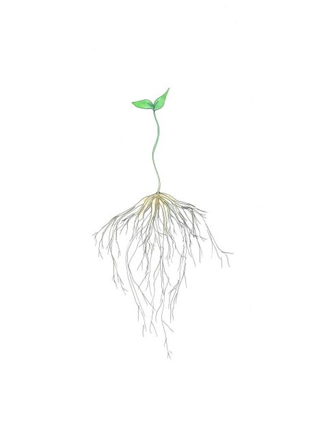 How to grow your own EDIBLE SOD. So easy, even a kindergartner can do it! Learn how! Ink, Croquis, Tatting, Design, Art, Lilla, Original Ink, Plant Drawing, Roots