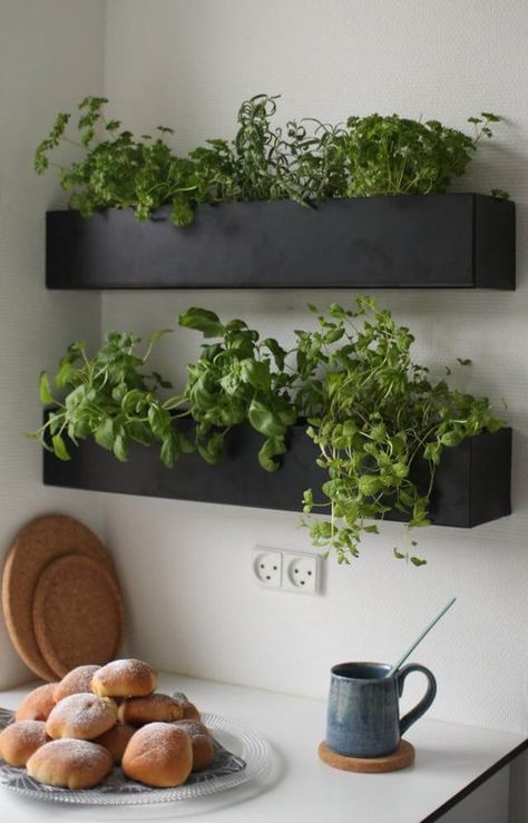Garden Care, Home Décor, Planters, Kitchen Herbs, Apartment Kitchen, Kitchen Wall Decor, Home And Garden, Apartment Garden, Herb Garden In Kitchen