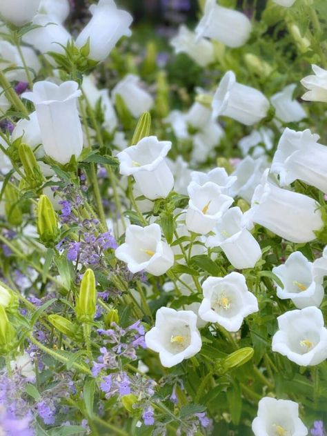 Bonito, Flower Beds, Planting Flowers, Ideas, Small White Flowers, Flower Cottage, Flower Garden, Flower Farm, Peony Rose