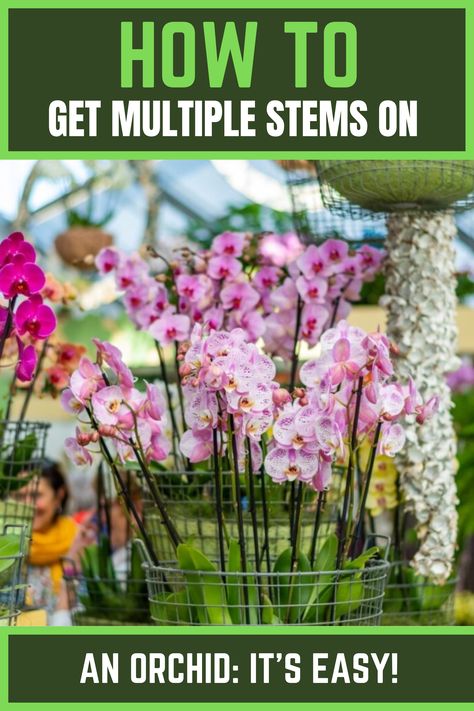 Get Multiple Stems On An Orchid Growing Orchids, Orchid Plant Care, Orchid Care, Orchid Propagation, Hydroponics, Orchid Planters, Orchid Varieties, Gardening Tips, Plant Care