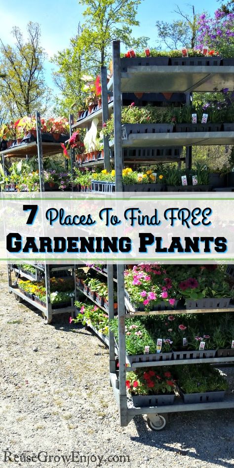 Excited to get your garden growing, but finding yourself on a bit of a budget this year? Sounds like you could use some FREE gardening plants! Find out the 7 different places you can get free plants. Layout, Garden Supplies, Container Gardening, Gardening, Organic Gardening, Design, Garden Types, Cheap Plants, Gardening Tips