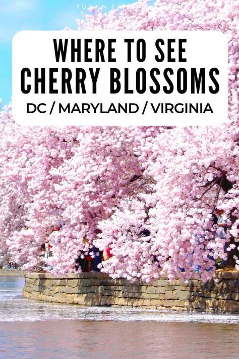 Where to see cherry blossoms in Washington DC, Maryland, and Virginia. A complete guide to cherry blossom destinations, plus tips for planning your visit. #cherryblossoms #Virginia #Maryland #DC Ideas, Destinations, Cherry Blossoms, Wanderlust, Vacation Ideas, Inspiration, Washington Dc Travel, Visit Maryland, Coast