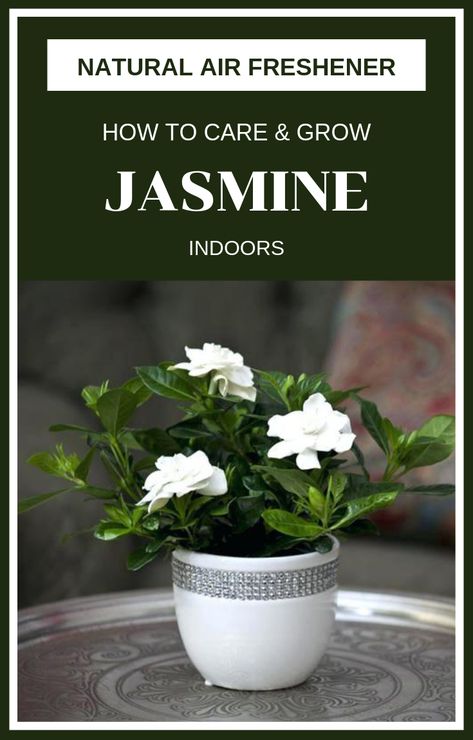 Natural Air Freshener! How To Grow Jasmine Indoors - Gardaholic.net Gardening, Planting Flowers, Natural Air Freshener, Household Plants, Plant Care, Growing Plants, Best Indoor Plants, Aromas, Growing Indoors