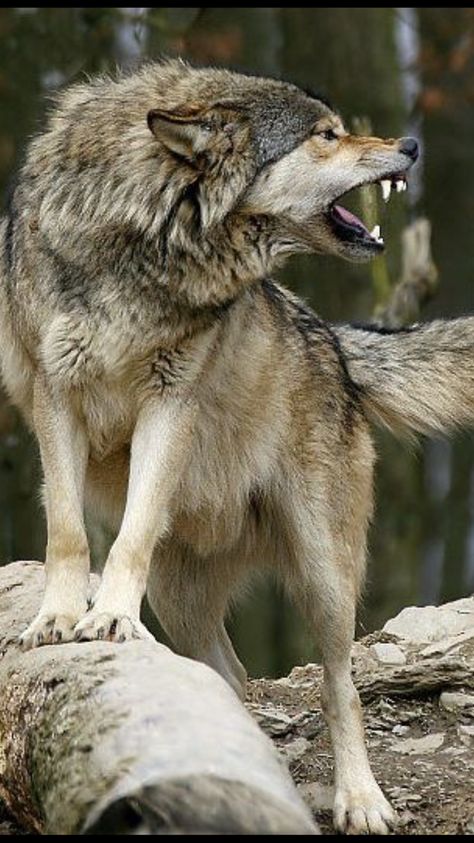 Labrador, Pug, Wolves, Wolf Dog, Wild Wolf, Coyotes, Coyote, Wolf, Wolf Spirit Animal