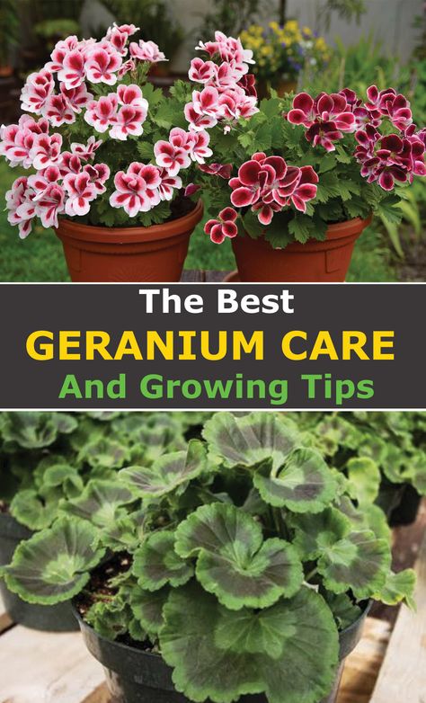Plants, Flowers, Flower, Pelargonium, My Flower, All Plants, Geraniums, Geranium Plant, Geranium Care