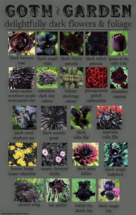 Goth Garden Dark Flowers, Black Flowers, Dahlia, Pretty Plants, Witchy Garden, Moon Garden, Witch Garden, Flower Garden, Black Garden