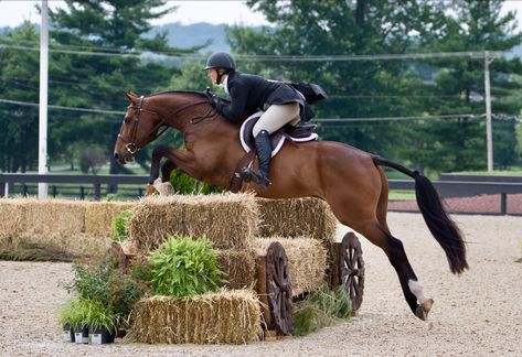 Horses and Ponies for sale, Le Premier - Zangersheide - Hunter - Horse For Sale in NJ, USA Horse Riding, Wild Horses, Horse Girl, Horses, Dressage, Derby, Horseback Riding, Horses For Sale, Horse Pictures