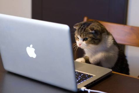The Cat Who Spent His Vacation At Computer Camp Cute Cat Wallpaper, Cute Cats, Cute Cat, Cat Pics, Meme, Cat Wallpaper, Funny Cat Pictures, Cat Drawing, Cats