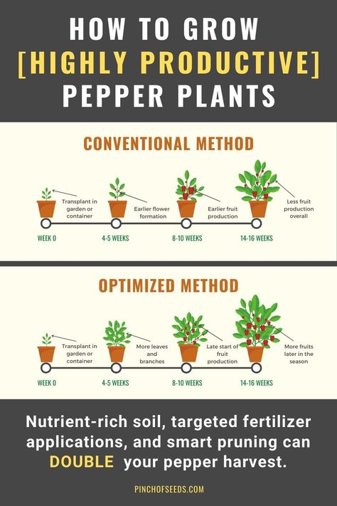 Detailed information on how to optimize the fertilization and pruning techniques to significantly increase the pepper yield per plant. Growing Vegetables, Companion Planting, Garden Pest Control, Garden Pests, Growing Peppers, Vegetable Garden For Beginners, Growing Veggies, Planting Herbs, Growing Food