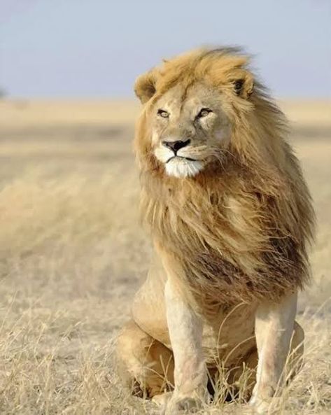 Great Lion Pics Lions, Lions Live, Wild Cats, Lion, Animals Wild, Lions Photos, Lion And Lioness, Wild, Lion Photography