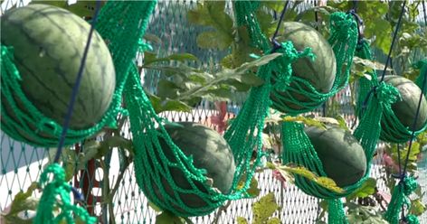 They look beautiful as they grow and it keeps the slugs away. Fruit, Videos, Sandia, Growing Melons Vertically, Growing Melons, Painted Terra Cotta Pots, Growing, Plant Hanger, Gardening Health