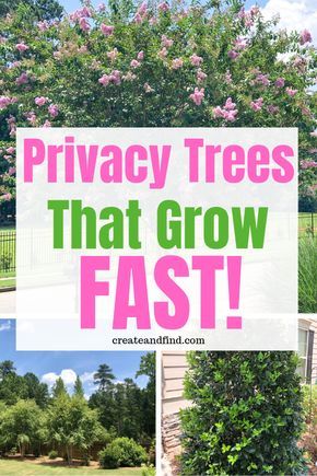 Gardening, Outdoor, Exterior, Shrubs For Privacy, Shade Loving Shrubs, Privacy Plants, Privacy Trees, Privacy Trees For Backyard, Shade Trees