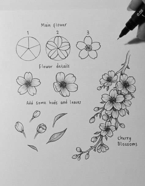 How to draw step by step cherry blossoms Cherry Drawing, Cherry Blossom Drawing, Cherry Blossom Outline, Cherry Blossom Painting, How To Draw Flowers, Flower Sketches, Cherry Blossom Art, Flower Drawing, Flower Drawing Tutorials
