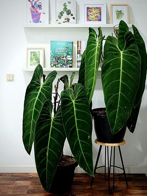 Plants, Potted Plants, Tropical Flowers, Philodendron Plant, Philodendron, Rare Plants, Exotic Plants, Plant Life, Begonia