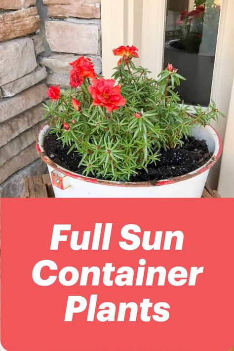 These plants and flowers love full sunlight and are perfect for containers. Add them to your planters, hanging baskets, and other containers, give them plenty of sun, and they will thrive! Diy, Roses, Full Sun Container Plants, Plants For Full Sun, Container Gardening Full Sun, Full Sun Planters, Full Sun Plants, Thriller Plants For Containers Full Sun, Planting Pots