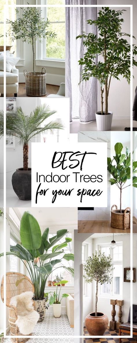 The best indoor trees for your space and how to care for each | Dossier Blog Home Décor, Best Indoor Trees, Best Indoor Plants, Indoor Tree Plants, Indoor Plants Styling, Indoor Plants, Large Indoor Plants, Indoor Trees, House Plants Indoor
