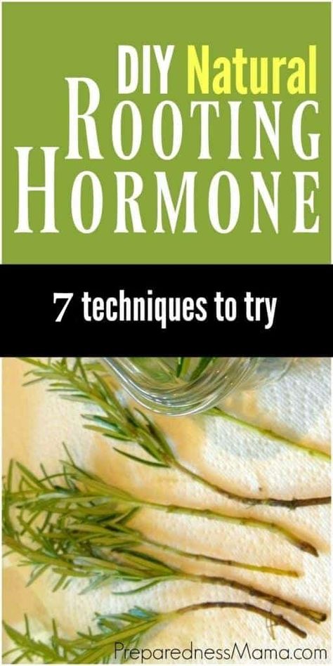 Growing Vegetables, Organic Gardening Tips, Rooting Hormone Diy, Rooting Hormone, Diy Natural Products, Hydroponics, Plant Care, Rosemary Plant, Growing Food