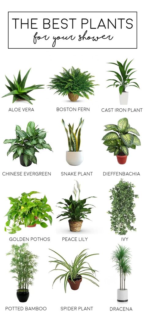 Indoor Plants For Oxygen, Best Plants For Home, Best Indoor Plants, Indoor Plants, Bamboo In Pots, House Plants Indoor, Shower Plant, Inside Plants, Indoor Plant Wall