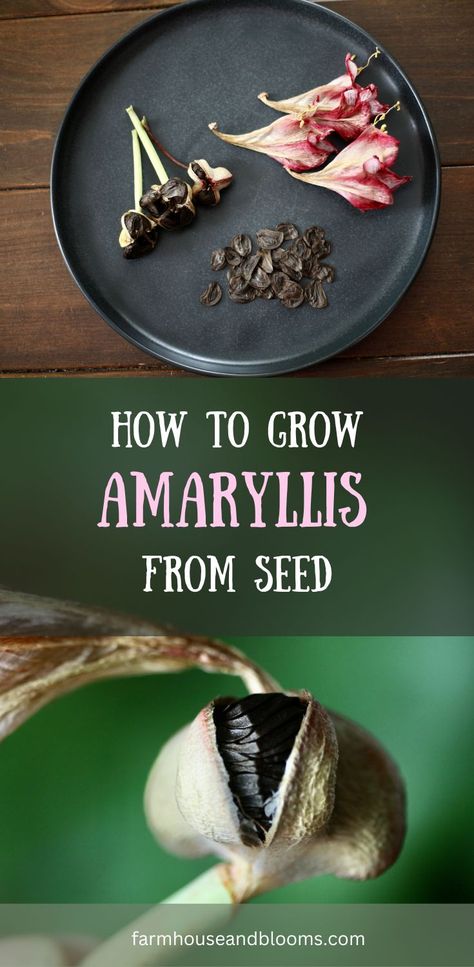 two pictures of amaryllis seeds