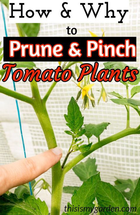 Fitness, Plants, Growing, Tips, Prune, Growth, New Vines, Leaflet, Articles
