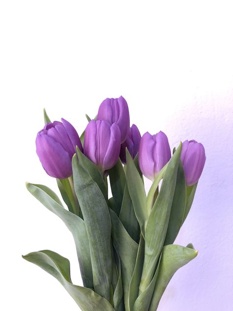Tulips, Purple Flowers, Purple Tulips, Purple Flowers Wallpaper, Tulip Colors, Flowery Wallpaper, Tulips Flowers, Flower Wallpaper, Flower Aesthetic