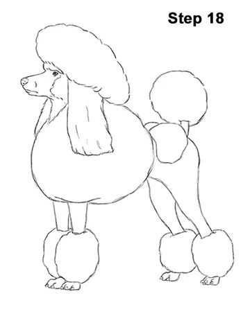 Poodle Dog Drawing 18 Dogs, Draw, Art, Dog Drawing, Poodle Drawing, Dog Walking, Poodle Dog, Step By Step Drawing, Easy Drawings