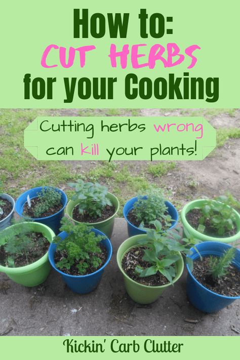 Growing Vegetables, Herb Garden, Gardening, Garden Types, Pesto, Herbs Indoors, Cooking Herbs, Growing Herbs, Planting Herbs