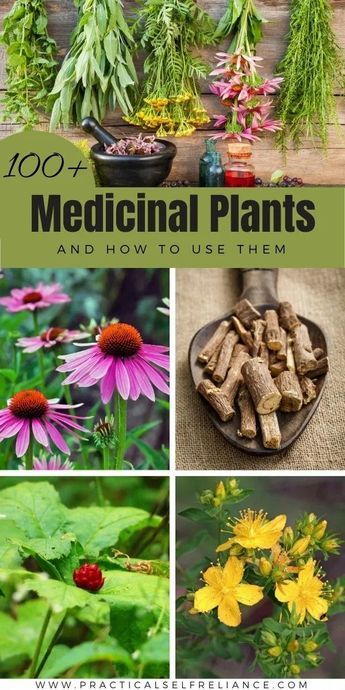 Here are 100+ medicinal herbs and their uses. Learn all about common healing herbs, how to grow them, and how to use them for herbal medicine. If you're a beginner herbalist, all of these powerful plants belong in your herbal apothecary. Medicinal Plants, Herbs For Health, Medicinal Herbs Remedies, Medicinal Herbs, Medicinal Herbs Garden, Medicinal Wild Plants, Healing Herbs, Herbal Healing, Herbal Remedies Recipes