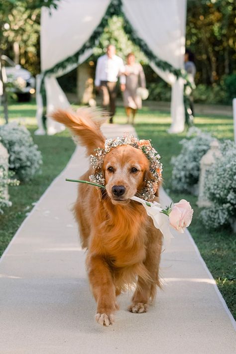 Dogs Part of Entourage | Philippines Wedding Blog Boho, Couples, Hochzeit, Photo, Dog Wedding, Dieren, Boda, Mariage, Wedding Goals