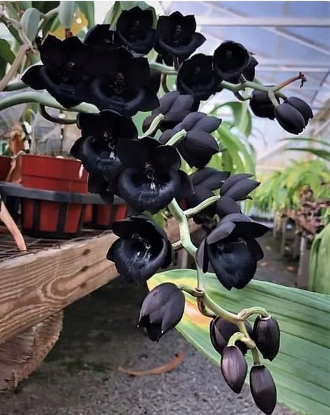 23 Gothic Plants Perfect For People Who Love The Dark Decoration, Hoa, Black Flowers, Rosas, Inspo, Flores, Gothic Flowers, Bloemen, Beautiful Flowers