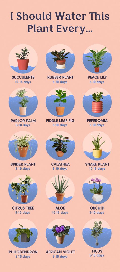 Easy Plants for Staging a House: The Black Thumb’s Guide Nature, Planting Flowers, Growing Plants, Plant Care, Plants To Grow Indoors, Growing Plants Indoors, Best Indoor Plants For Beginners, Beginner Plants Indoor, Best Indoor Plants