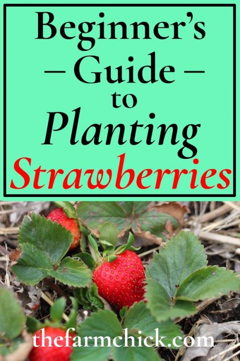 Outdoor, Cactus, Growing Vegetables, Diy, Growing Strawberries In Containers, Growing Strawberries Vertically, How To Plant Strawberries, Growing Fruit, Growing Strawberries