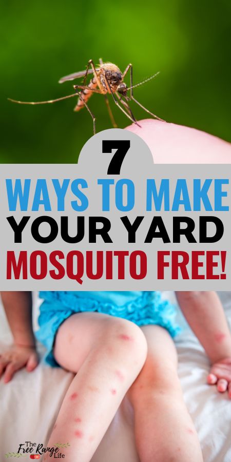 Life Hacks, Gardening, Mosquito Repellent Homemade, Mosquito Repellent, Bug Repellent, Mosquito Repelling Plants, Insect Repellent, Diy Mosquito Repellent, Natural Mosquito Repellant