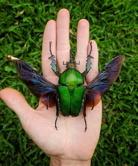 One of the largest flower beetles in the world, Mecynorrhina Torquata (credit: red.scale) Beetle, Bugs And Insects, Insects, Arthropods, Arachnids, Beetles, Species, Moth, Beautiful Bugs