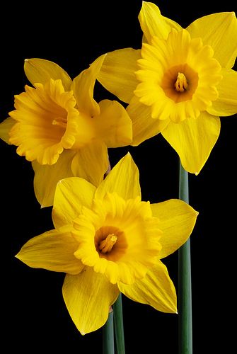 Daffodils. Gender: Feminine, Planet: Venus, Element: water. Place a daffodil on your altar  while casting a love spell. Daffodils bring love, luck, and fertility.http://www.AriellaMoon.com Tulips, Floral, Flowers, Flora, Daffodil Flower, Daffodils, Yellow Flowers, Spring Flowers, Flower Power