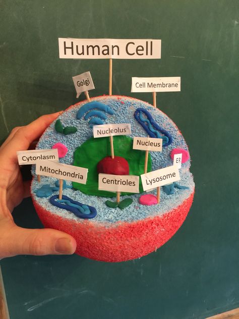 Human Cell Model. Made from a painted foam ball, and clay.