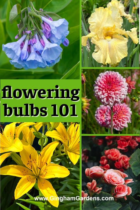 Add a whole new stunning element to your flower garden with flowering bulbs. Find out the best bulbs for your garden in spring, summer and fall. Vintage, Tours, Planting Flowers, Shaded Garden, Spring Flowering Bulbs, Planting Bulbs, Growing Bulbs, Summer Flowering Bulbs, Perennial Bulbs