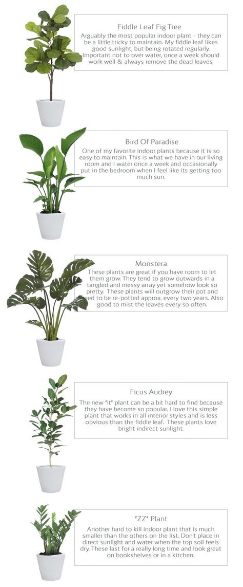 House Plants, Planting Flowers, Shaded Garden, Best Indoor Plants, Shade Garden, Indoor Plant Care, Indoor Plants, House Plants Indoor, Large Indoor Plants
